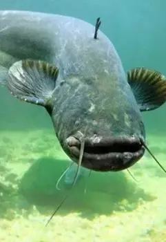 Особенности национальной рыбалки