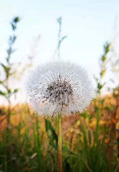 Откровения