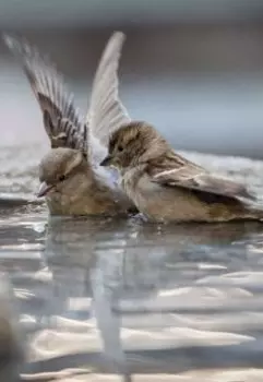 Парижская история