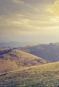 Пение мертвой птицы