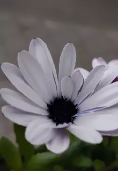 первая любовь