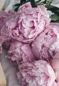 Письма для Линды