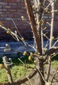 По чину и честь