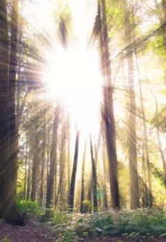 Под светом солнца