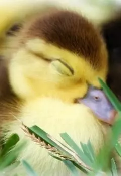 Подарок судьбы