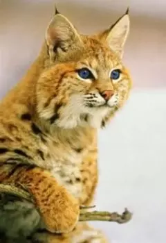 Полукровка ( Часть вторая)