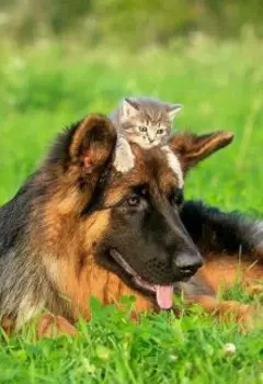 Пёс Смелый.