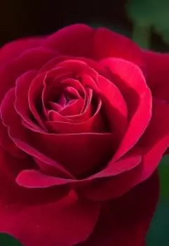 Поющая роза и яблоко правды