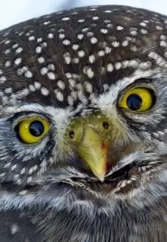 Повесть из жизни №3