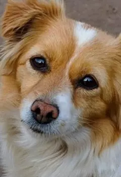 Преданность