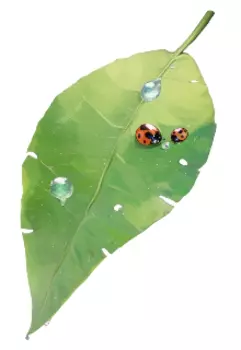 Предновогоднее лето