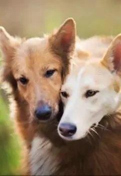 Приключения Галли и Палли