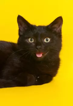 Приключения Кошки