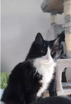 Приключения кошки Аси