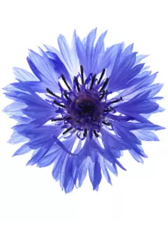 Приключения Василисы