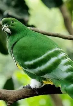 Приключения волшебных тушканчиков