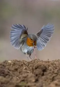 Приключения зарянки