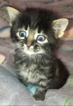 Приключения Зевса в Конотопе