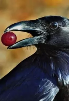 Принцесса и вороньи лапки