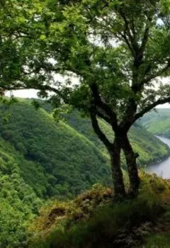 Принуждённое замужество 2