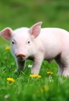 Про космического поросенка