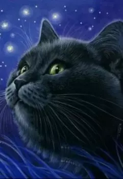 Продам кота