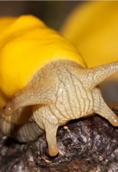 Пушистый гость с планеты Зук