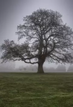 Путь к утраченному дому