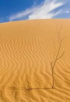 Путешествие мужика и птички по пустыне