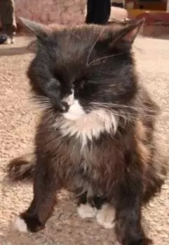 Путеводитель по жизни кота, каждый день медитация новая.