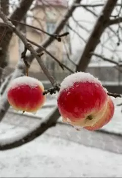 Путеводная звезда