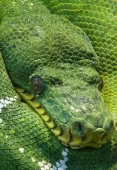 Python