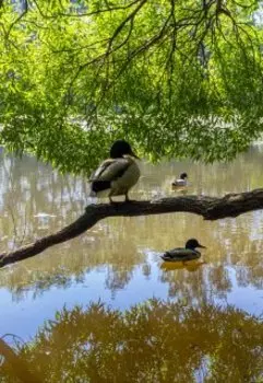 рассказ "В начале лета"