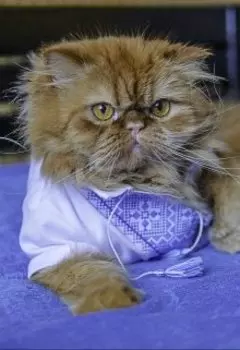 Рассказы о животных