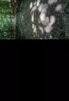 Размышление о человеке