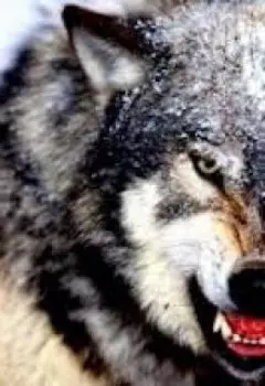 Разум зверя