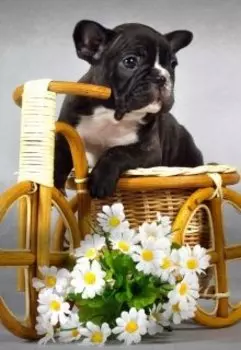 Ромашка для Бульдога