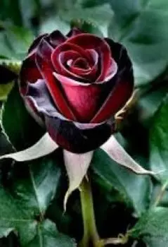 Роза Гиалгиа.