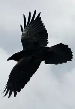 Сансара ("Воронья слава" , часть первая)