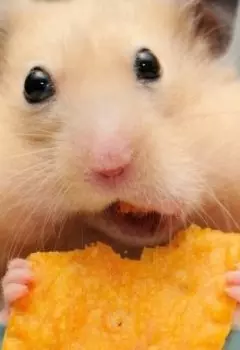 Счастье моё пучеглазое