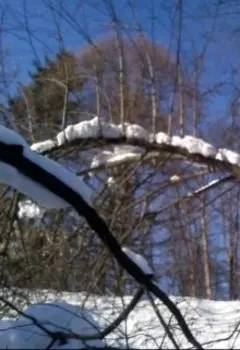 Счастье в тисках