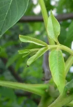 сегодня моя соседка упала