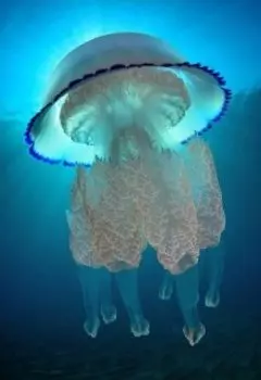 Сердце Медузы