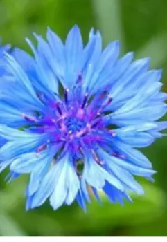 Синеглазка