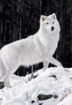 сказка о белом волке .