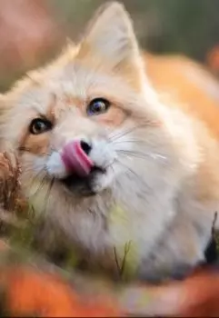 Сказка о хитрости лиса и смекалке брауни