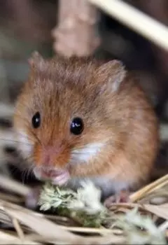 Сказка о храбром мышонке Юшке