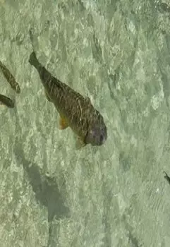 Сказка о рыцаре Соларе