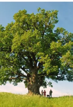 Сказка про дуб