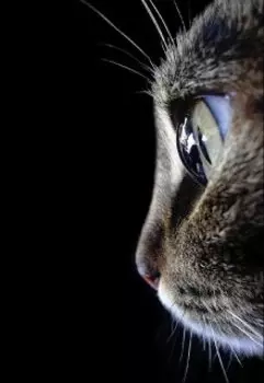 Сказка Про Кота Алкогольного Возраста